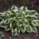 Photo Courtesy of Walter's Gardens, Inc.