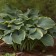 Photo Courtesy of Walter's Gardens, Inc.