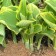 Photo Courtesy of Walter's Gardens, Inc.