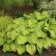 Photo Courtesy of Walter's Gardens, Inc.