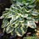 Photo Courtesy of Walter's Gardens, Inc.