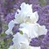 Photo Courtesy of Walter's Gardens, Inc.