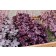 Photo Courtesy of TERRA NOVA® Nurseries, Inc.