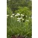 Photo Courtesy of Bailey Nurseries Inc.