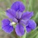 Photo Courtesy of Walter's Gardens, Inc.