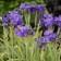 Photo Courtesy of Walter's Gardens, Inc.