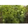 Photo Courtesy of Bailey Nurseries Inc.