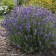 Photo Courtesy of Walter's Gardens, Inc.