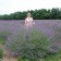 Photo Courtesy of Walter's Gardens, Inc.