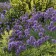 Photo Courtesy of Bailey Nurseries Inc.