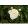 Photo Courtesy of Bailey Nurseries Inc.