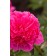Photo Courtesy of Bailey Nurseries Inc.
