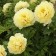 Photo Courtesy of Walter's Gardens, Inc.