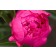 Photo Courtesy of Bailey Nurseries Inc.