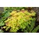 Photo Courtesy of TERRA NOVA® Nurseries, Inc.