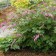Photo Courtesy of Walter's Gardens, Inc.