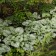 Photo Courtesy of Walter's Gardens, Inc.