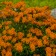 Photo Courtesy of Walter's Gardens, Inc.