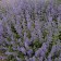 Photo Courtesy of Walter's Gardens, Inc.