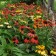 Photo Courtesy of Walter's Gardens, Inc.