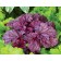 Photo Courtesy of TERRA NOVA® Nurseries, Inc.
