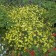 Photo Courtesy of Walter's Gardens, Inc.