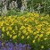 Photo Courtesy of Walter's Gardens, Inc.