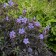 Photo Courtesy of Walter's Gardens, Inc.
