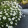 Photo Courtesy of Walter's Gardens, Inc.