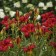 Photo Courtesy of Walter's Gardens, Inc.