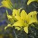 Photo Courtesy of Walter's Gardens, Inc.