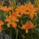 Photo Courtesy of Walter's Gardens, Inc.