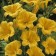 Photo Courtesy of Walter's Gardens, Inc.