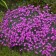 Photo Courtesy of Walter's Gardens, Inc.