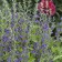Photo Courtesy of Walter's Gardens, Inc.