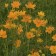 Photo Courtesy of Walter's Gardens, Inc.