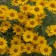 Photo Courtesy of Walter's Gardens, Inc.