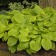 Photo Courtesy of Walter's Gardens, Inc.