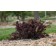 Photo Courtesy of Bailey Nurseries Inc.