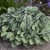 Photo Courtesy of Walter's Gardens, Inc.