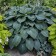 Photo Courtesy of Walter's Gardens, Inc.
