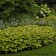Photo Courtesy of Walter's Gardens, Inc.
