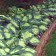 Photo Courtesy of Walter's Gardens, Inc.