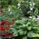 Photo Courtesy of Walter's Gardens, Inc.