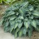 Photo Courtesy of Walter's Gardens, Inc.