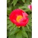 Photo Courtesy of Bailey Nurseries Inc.
