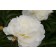 Photo Courtesy of Bailey Nurseries Inc.