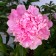 Photo Courtesy of Walter's Gardens, Inc.