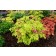 Photo Courtesy of TERRA NOVA® Nurseries, Inc.