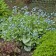 Photo Courtesy of Walter's Gardens, Inc.
